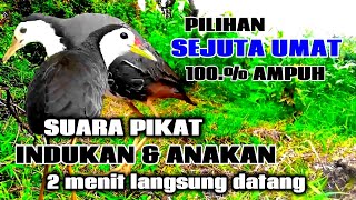 Download lagu AMPUH SUARA PIKAT INDUKA || BURUNG RUAK RUAK LANGSUNG BANYAK YANG DATANG✓|| BIRDTRAP mp3 Download lagu AMPUH SUARA PIKAT INDUKA || BURUNG RUAK RUAK LANGSUNG BANYAK YANG DATANG✓|| BIRDTRAP mp3