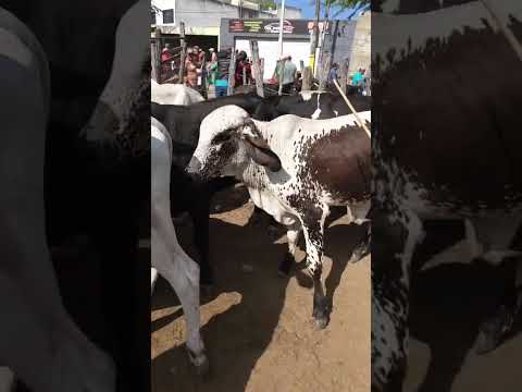 Garroteira graúda em Belo Jardim-PE
