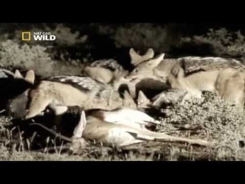 Nati per uccidere  Predatori della notte