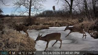 First Ever POLAR PLUNGE and Buck Slip and Slide: Trail Cam HIGHLIGHTS 4.16.26
