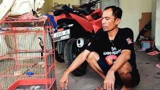 Download lagu Review of the original Sapudi long-tailed shrike, try holding it straight away mp3