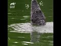#when crocodile breathe#