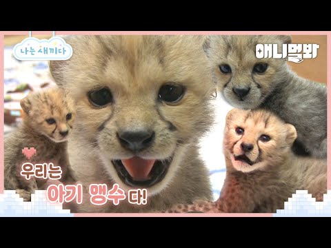 나는 태어난 지 4개월 된 치타 새끼다 [애니멀봐 나새끼 특집호] I I'm A 4 Month Old Cheetah Baby