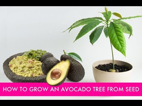 How To Grow An Avocado Tree From Seed At Home -...