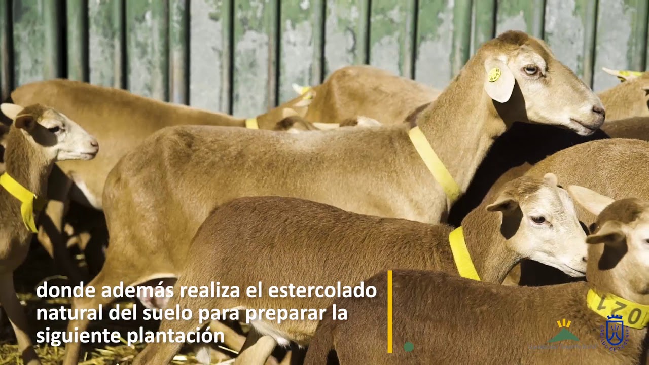 Oveja lanuda y pelibuey