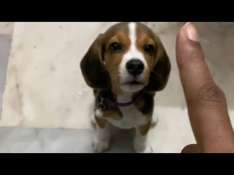 My beagle - 2 months old puppy not eating food but only treats