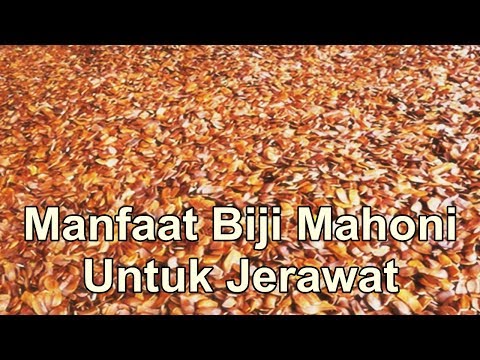 Penurunan berat badan dalam menu rumah untuk seminggu Milk thistle sebagai minuman untuk menurunkan berat badan