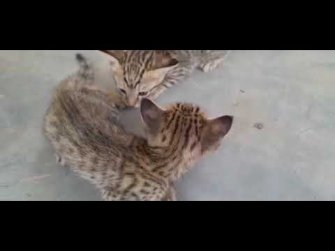 Cute Cat 🐱🐱🐱