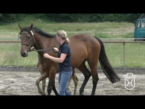 IZ095 Stutfohlen von Van Gogh - Quality - Casado