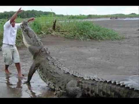 Rolf Harris :: Never Smile at a Crocodile (with lyrics)
