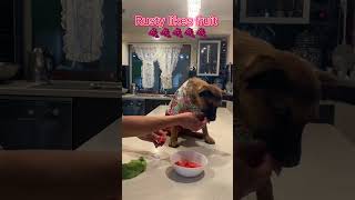 🍇Rusty likes fresh fruit 🍋‍🟩🍇 #rusty #puppy #funny #shorts #videoshorts #pets #dog #doglover