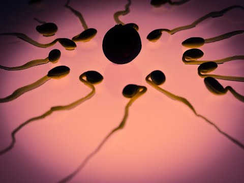 Dellanca crepa Intonaco osteocondrosi Ali