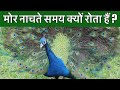 मोर जंगल में नाचते समय क्यों रोता है