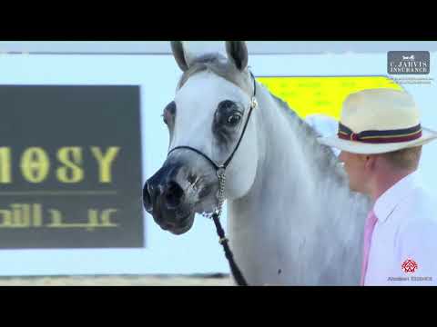 N 63 AL ARYAM GHIYATHI   Abu Dhabi International AHC 2023   Fillies 2 3 Years Old Class 2B