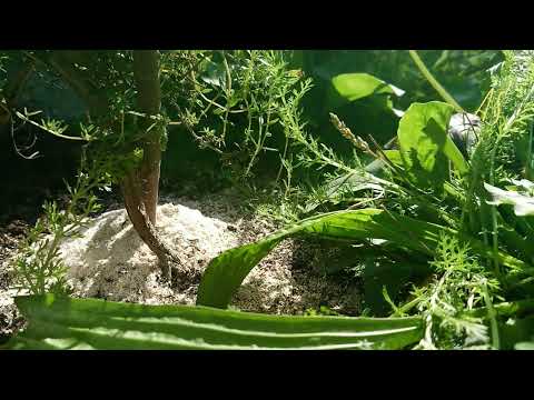 On the run with Melania #griechischeLandschildkröten #tortoise