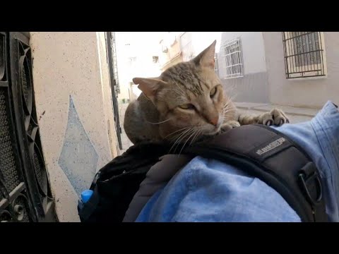 YouTube video about: Why does my cat jump on my back?