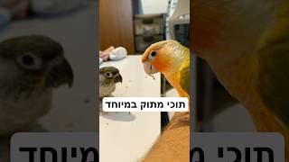 קצת תוכים לנשמה. כמה עובדות שאולי לא ידעתם על הקוניור גרין צ'יק. #תוכים #תוכי #חיותמחמד #בעליכנף