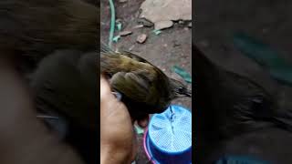 Download lagu Burung merbah belukar mata merah mp3