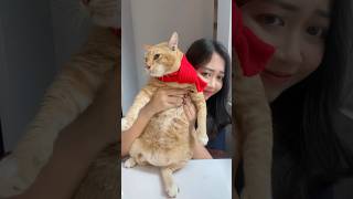 Download lagu SIAPA YANG SUKA KUCING?? 🤣☝🏻| Klara Tania #shorts mp3