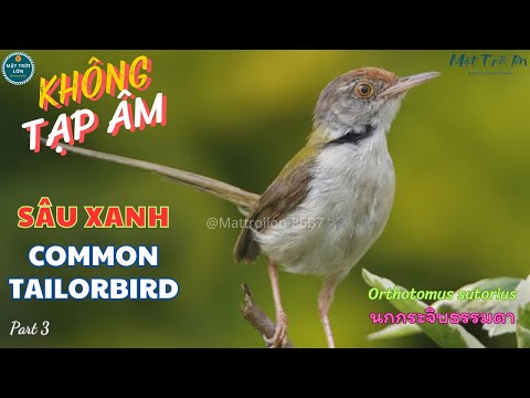 ✅Tiếng chim Sâu xanh mồi chuẩn không tạp âm | Chim Sâu dừa | Common Tailorbird | นกกระจิบธรรมดา (P3)