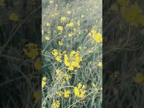 Natural beauty Asan Cooking by Habiba