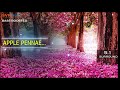 Apple Penne Roja Kootam BHARATHWAJ 5 1 SURROUND BASS BOOSTED SVP Beats