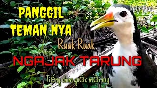 Download lagu 🔴 Suara pikat ruak panggil teman ngajak tarung-kawin Tiếng chim quốc mồi hay #suarapikatmp3 mp3 Download lagu 🔴 Suara pikat ruak panggil teman ngajak tarung-kawin Tiếng chim quốc mồi hay #suarapikatmp3 mp3