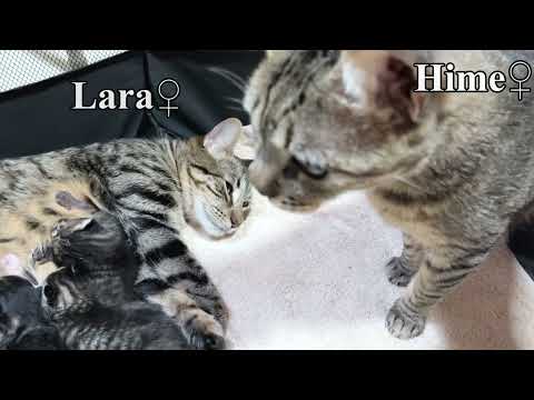 A mother cat's attempt to get her baby kittens to help older cat raise them is very touching