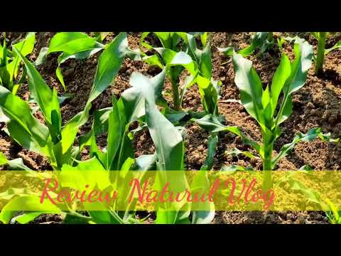 Natural Review  Vlogs | Corn fields Review