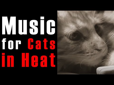 Calm Music for Cats in Heat | Help Your Cat Relax With Soothing Music