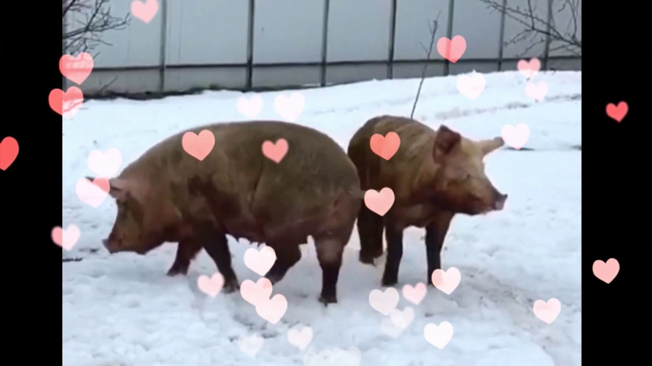 Свиньи на ферме