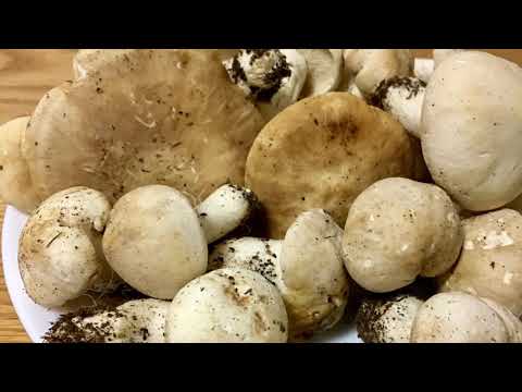 Calocybe gambosa Abril 2019. Zizak, perrechicos, moixernos.