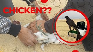 I SAW MY FRIENDS TRAINING THIER FALCON WITH CHICKEN!!