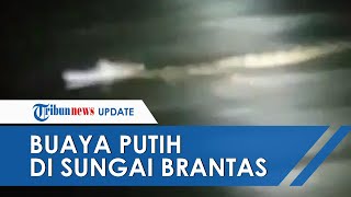 Viral Video Penampakan Buaya Putih di Sungai Brantas, Panjang Tubuh Sekitar 2 Meter