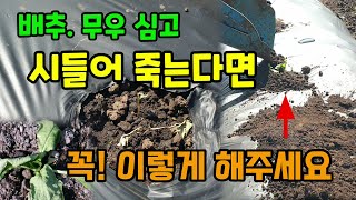 김장무우.배추모종 심고 갑자기 시들어 말라 죽는다면 이것 피해 꼭 이렇게 해주세요.