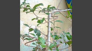 Download lagu Kau Adalah Anugerah Terindah mp3 Download lagu Kau Adalah Anugerah Terindah mp3