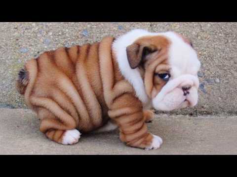 Puppies Are The CUTEST in the World 🤣 New FUNNY PUPPIES 2025