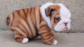 Download lagu Puppies Are The CUTEST in the World 🤣 New FUNNY PUPPIES 2025 mp3 Download lagu Puppies Are The CUTEST in the World 🤣 New FUNNY PUPPIES 2025 mp3