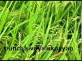 Puncha Vayalukoyyan