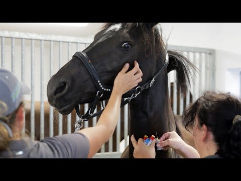 Was steckt hinter Fioras Panikattacken? Stute zeigt auffälliges Verhalten - Ariane Telgen hilft