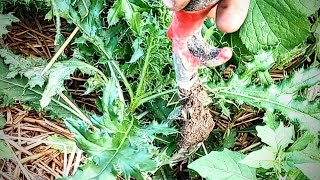 How To Remove Thistles - NO Chemicals (Recycle Into Fertilizer and Compost Booster)