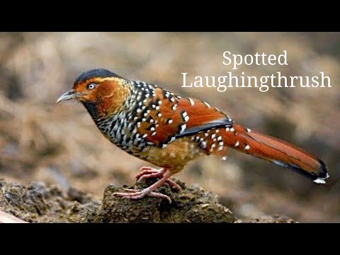 Timáliovec okavý (Ianthocincla ocellata) — video o speve a chove