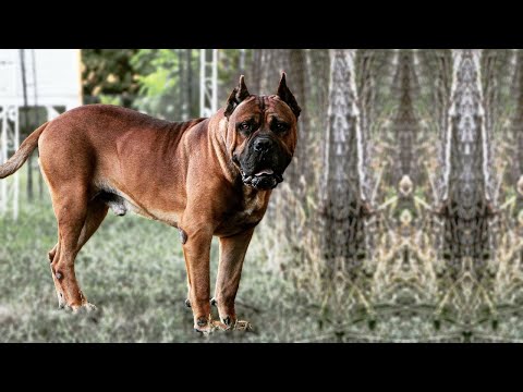 9 FACTS ABOUT AMERICAN BANDOGGE THAT YOU DON'T KNOW