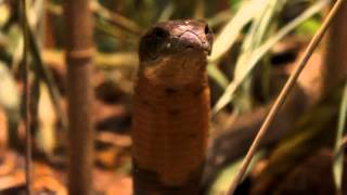 preview picture of video 'Venomous King Cobra at the Atlanta Zoo About to attack the camera.'