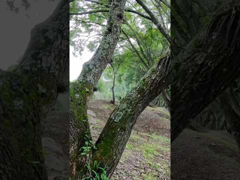 💯 San Lorenzo, Salta #shorts #music #drone #salta #travel