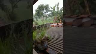 Download lagu Allahuakbar, detik2 petir menyambar pohon kelapa #viral mp3 Download lagu Allahuakbar, detik2 petir menyambar pohon kelapa #viral mp3