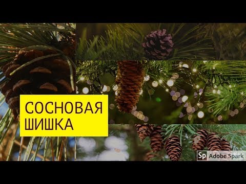 Молодая зеленая сосновая шишка сбор/ Предложение для оптовиков