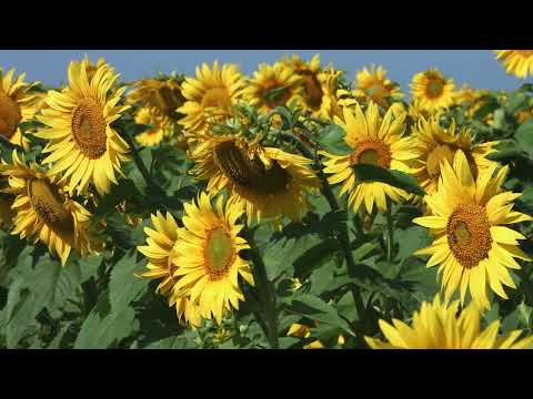 Yellow Sunflowers in 4k UHD Relax Video – 1 Hour Nature Sounds