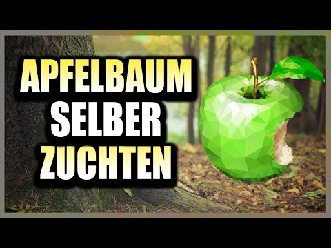 Apfelbaum aus Kern selber ziehen | Einfache Anleitung | Gartenzeit
