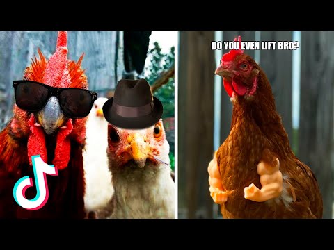 Funny Chickens and Roosters  Compilation | Chickens Can be Really Funny🐔😂